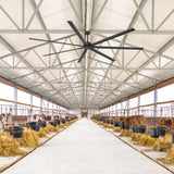 AirForge 120-inch HVLS ceiling fan with 7 black blades installed in a large livestock barn.